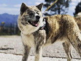 Akita inu lof - prestigieuses origines - hautes lign&eacute;es