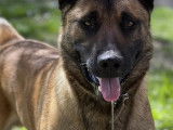 Berger Belge Malinois disponible pour saillie