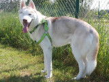 Mâle Husky disponible en saillie