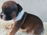 3 chiots Staffordshire Bull Terriers LOF à réserver