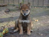 À vendre 4 chiots Shiba Inus LOF