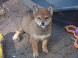 À vendre 4 chiots Shiba Inus LOF