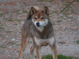 À vendre 4 chiots Shiba Inus LOF