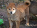 À vendre 4 chiots Shiba Inus LOF