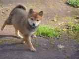 À vendre 4 chiots Shiba Inus LOF