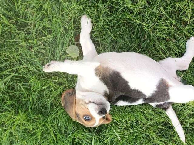 8 chiots Beagles LOF disponibles à l’achat