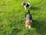 8 chiots Beagles LOF disponibles à l’achat