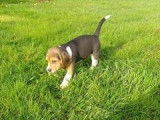 8 chiots Beagles LOF disponibles à l’achat