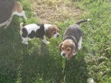 8 chiots Beagles LOF disponibles à l’achat