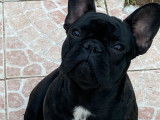 Un chiot femelle Bouledogue Français LOF à vendre
