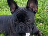 Un chiot femelle Bouledogue Français LOF à vendre