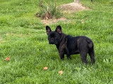 Un chiot femelle Bouledogue Français LOF à vendre