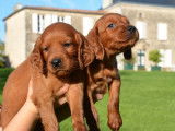 &Agrave; r&eacute;server : 11 chiots Setters Irlandais LOF rouges