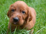&Agrave; r&eacute;server : 11 chiots Setters Irlandais LOF rouges