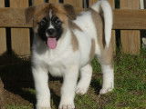 2 chiots femelles Akitas Américains LOF fauve et blanc disponibles à l'achat