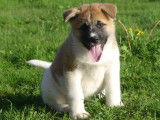 2 chiots femelles Akitas Américains LOF fauve et blanc disponibles à l'achat