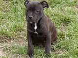 Disponibles à la vente : 4 chiots Staffies LOF noirs