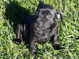 Disponibles à la vente : 4 chiots Staffies LOF noirs