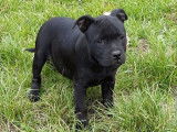 Disponibles à la vente : 4 chiots Staffies LOF noirs
