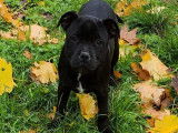 Disponibles à la vente : 4 chiots Staffies LOF noirs
