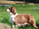 Un chiot mâle Berger Américain Miniature tricolore LOF à vendre