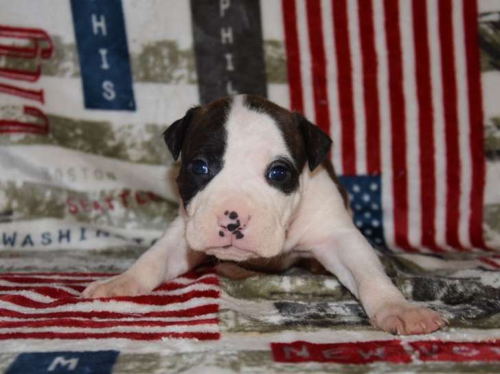 8 chiots American Staffordshire Terriers LOF disponibles à la réservation