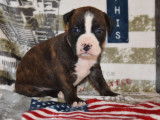 8 chiots American Staffordshire Terriers LOF disponibles à la réservation