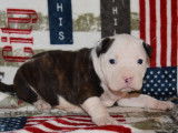 8 chiots American Staffordshire Terriers LOF disponibles à la réservation