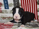 8 chiots American Staffordshire Terriers LOF disponibles à la réservation