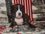 8 chiots American Staffordshire Terriers LOF disponibles à la réservation