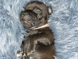 Chiot Staffordshire bull terrier LOF à réservé