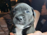 Chiot Staffordshire bull terrier LOF à réservé