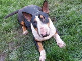Mâle Bull Terrier disponible pour saillie