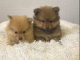 Ravissants chiots Spitz Allemands non LOSH : 2 femelles et 1 mâle