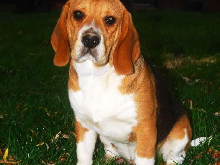 Chiots Beagle de 6 mois à vendre