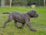 Chiots Cane Corso LOF disponibles
