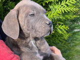 Chiots Cane Corso LOF disponibles
