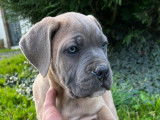 Chiots Cane Corso LOF disponibles