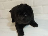 Chiots de type Shar-Peï à vendre (3 femelles & 3 mâles)