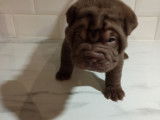 Chiots de type Shar-Peï à vendre (3 femelles & 3 mâles)