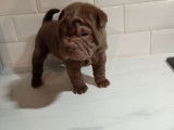Chiots de type Shar-Peï à vendre (3 femelles & 3 mâles)