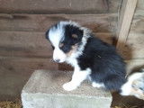 Chiot de race Border Collie mâle à vendre