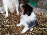 Chiot de race Border Collie mâle à vendre
