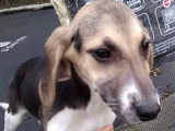 Chiots de type Anglo-Français de Petite Vénerie à vendre (1 femelle & 1 mâle)