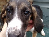 Chiots de type Anglo-Français de Petite Vénerie à vendre (1 femelle & 1 mâle)