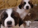 Imposants chiots Saint-Bernard non LOSH disponibles : 5 femelles et 5 mâles