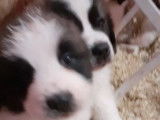 Imposants chiots Saint-Bernard non LOSH disponibles : 5 femelles et 5 mâles