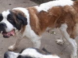 Imposants chiots Saint-Bernard non LOSH disponibles : 5 femelles et 5 mâles