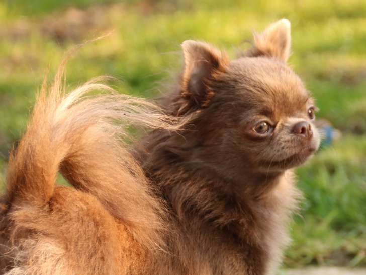Femelle Chihuahua à poils longs à replacer