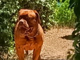 Urgent donne chienne Dogue de Bordeaux à donner
